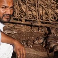 kuil-karni-mata-kuil-di-india-yang-dihuni-puluhan-ribu-tikus-titisan-dewa