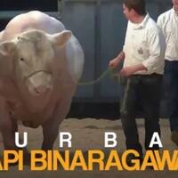 kurban-dengan-sapi-binaragawan