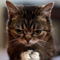 ada-apa-dengan-penjahat-dan-kucing