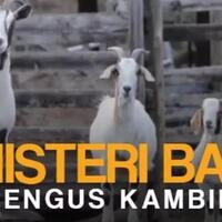 misteri-bau-prengus-kambing