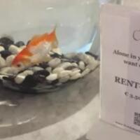 hotel-ini-sewakan-quotteman-kecilquot-untuk-pengunjung-yang-kesepian
