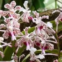 kapan-anggrek-cantik-khas-merapi-jadi-ikon-sleman