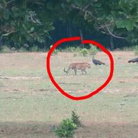 dikatakan-sudah-punah-harimau-jawa-terpotret-di-ujung-kulon