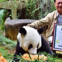 panda-tertua-di-dunia-akhirnya-mati