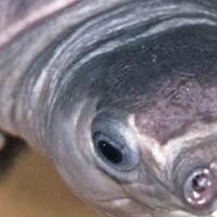 penyelundupan-101-hewan-langka-ke-madinah-digagalkan