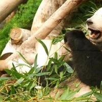 sabar-gan-kedatangan-panda-ke-indonesia-diundur