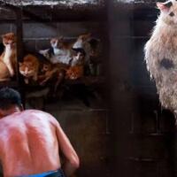 19-juta-kucing-jadi-santapan-tiap-tahun-inilah-fakta-absurd-tentang-negara-tiongkok