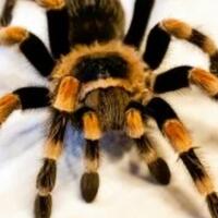 baru-tau-laba-laba-ternyata-punya-telapak-kaki-dan-cakar