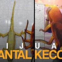 jijik-agan-ini-jual-bantal-kecoa--cicaknya-di-kaskus-nggak-ya