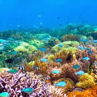 pentingnya-terumbu-karang-bagi-ekosistem-laut-dan-kehidupan-kita