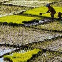 perubahan-iklim-membuat-makanan-jadi-kurang-bergizi