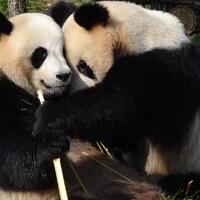 sebentar-lagi-ada-panda-di-indonesia-gan