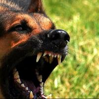 mad-dog-si-anjing-gila-yang-greget-dan-cara-penanganannya