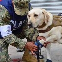 mengenal-lebih-dekat-frida-anjing-penyelamat-korban-gempa-meksiko