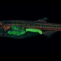 zebrafish-ikan-mungil-yang-berjasa-dalam-penelitian-medis