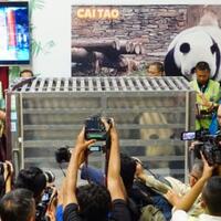 ini-cai-tao-dan-hu-chun-2-giant-panda-yang-akan-huni-taman-safari