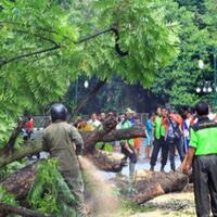 pohon-usia-60-tahun-di-dekat-pagar-istana-tumbang