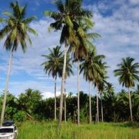 hunting-burung-bidadari-cantik-di-tn-lolobata