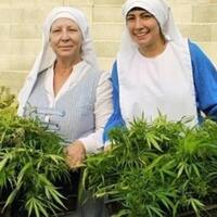 bisnis-ganja-para--biarawati