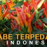 buat-agan--sista-yang-suka-cabe-cabean-cocok-nih-buat-agan