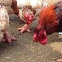 ayam-lezat-di-vietnam-ini-harganya-sangat-mahal