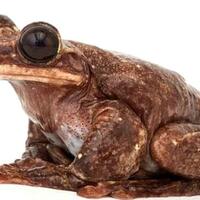 photo-ark-dokumentasi-biodiversitas-sebelum-musnah