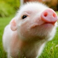 daging-babi-itu-enak-bangeeeeeet-tapi