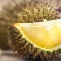 mengapa-durian-berbau-menyengat