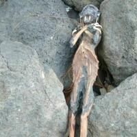 begini-seramnya-jenglot-yang-dibuang-di-pantai-watu-watu-surabaya