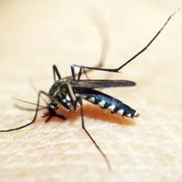 mengapa-nyamuk-sulit-di-tangkap-ternyata-ini-rahasia-nyamuk-untuk-meloloskan-dirinya