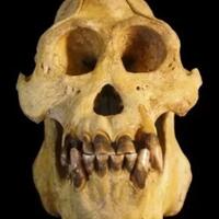 kenalkan-orangutan-tapanuli-anggota-baru-keluarga-satwa-indonesia