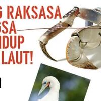 detik-detik-kepiting-raksasa-memangsa-burung-antara-kasihan-atau