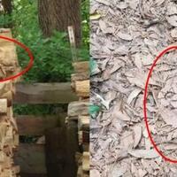 kamu-termasuk-orang-yang-teliti-jika-menemukan-penyamaran-hewan-pada-7-foto-ini