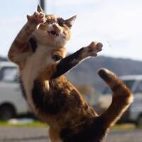 begini-kalo-kucing-lagi-beraksi