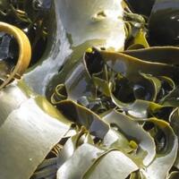 plastik-dari-rumput-laut-buatan-indonesia-mendapat-pengakuan-dunia