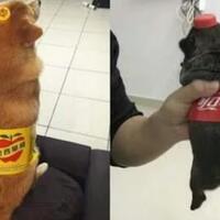 kreatif-banget-trending-baru-buat-peliharaan-agan2-yang-super-unik-cekidott-gan