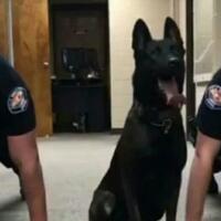 video-viral-anjing-pelacak-ikut--push-up--dengan-dua-polisi