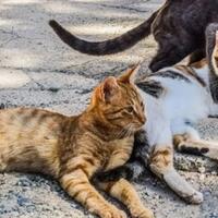 kucing-atau-anjing-mana-yang-lebih-pintar