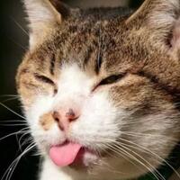 kzl-5-negara-ini-pernah-lontarkan-hinaan-untuk-indonesia-harus-kuat-hati-nih