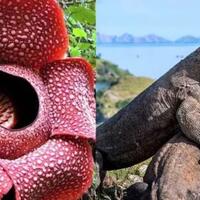 bangga-15-rekor-dunia-yang-dipegang-indonesia-negara-kita-emang-keren