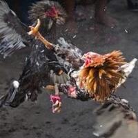 hobi-ayam-laga-yang-menarik-namun-mendapat-cap-negatif