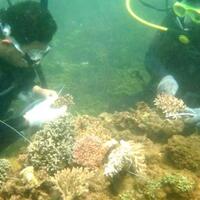 event-lingkungan-menjaga-terumbu-karang-di-indonesia