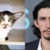 punya-wajah-unik-10-hewan-ini-sepintas-mirip-tokoh-terkenal-dunia