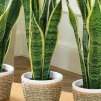 event-lingkungan-aneka-tumbuhan-indoor-untuk-mengurangi-polusi
