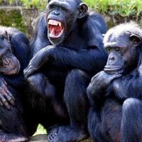 telolet-2017-simpanse-bisa-main-gunting-batu-kertas-saudaranya-masuk