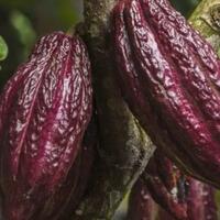 gawat-prediksi-yang-menyatakan-bahwa-cokelat-bakalan-punah-gan-sedih-deh