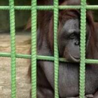 sedih-dan-marah-melihat-kondisi-satwa-di-kebun-binatang-riau