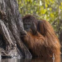 12-foto-alam-terbaik-pemenang-kompetisi-national-geographic-2017
