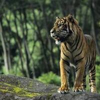 ketemu-harimau-keep-calm-dan-lakukan-tips-handal-ini