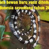7-spesies-hewan-baru-di-indonesia-sepanjang-tahun-2017